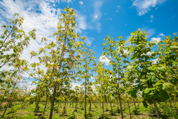 teak tree garden on a bright blue.