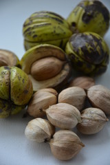 orzesznik jadalny