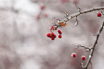 Details with frozen vegetation after a freezing rain weather phenomenon