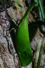Green Spotted Lantern Bug / Lantern Fly in Borneo / Malaysia