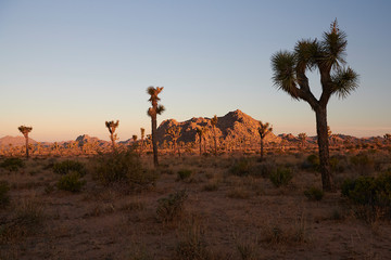 Fototapeta na wymiar Amazing landscapes at Joshua Tree Park with mountains, rocks and desert plains at sunrise