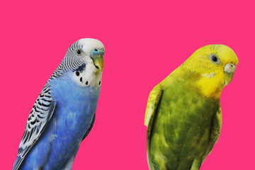 Yellow and blue Budgerigar  isolated on pink background.Melopsittacus undulatus.Budgerigar close up on the bird cage.Melopsittacus undulatus.Wavy parrot sits on a perch in a cage.pair of parakeets.