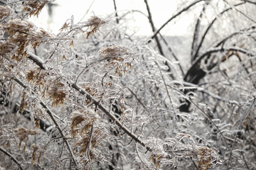 Details with frozen vegetation after a freezing rain weather phenomenon