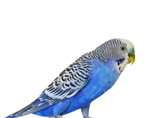 Fototapeta premium Blue Budgerigar on white background. Blue budgie close up shot. Budgerigars isolated. Blue bird.Budgerigar close up on the bird cage.Melopsittacus undulatus.Wavy parrot sits on a perch in a cage.