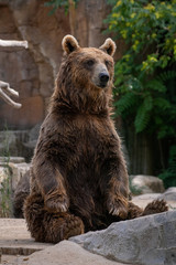 Obraz na płótnie Canvas Oso pardo tambi√©n conocido como oso grizzly