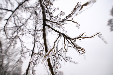 Fototapeta na wymiar Details with frozen vegetation after a freezing rain weather phenomenon