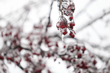 Details with frozen vegetation after a freezing rain weather phenomenon