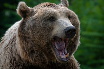 Dientes de un oso pardo