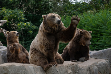 Fototapeta na wymiar Oso pardo tambi√©n conocido como oso grizzly