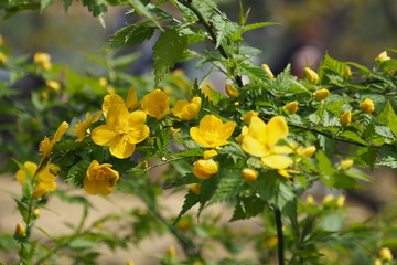 山吹の花