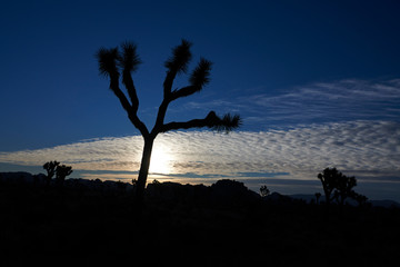Amazing landscapes at Joshua Tree Park with mountains, rocks and desert plains at sunrise
