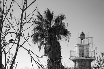 Old lighthouse of Jaffa port and flying bird. Tel Aviv (Israel). Black and white photo.