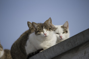 cats on the roof. one of them is squinting in the sun