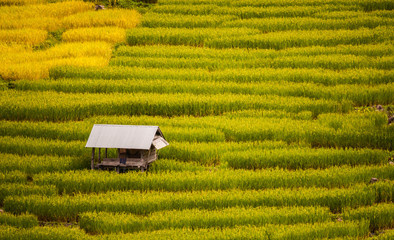 Rice farming in Thailand 5