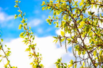 Fototapeta premium Plants. Greenery. Summer