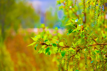 Plants. Greenery. Summer