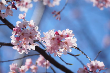桜の花