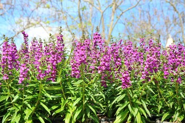 Beautiful violet flowers,  purple Angelina, with big trees and blue sky in summer time background. Nature background concept.