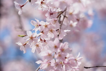 満開の桜の花