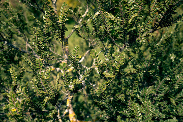 Fototapeta premium Ulmus parviflora Seiryu - Chinesische Ulme