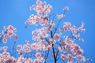青空と桜