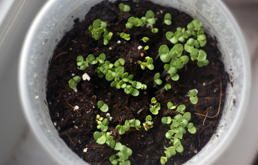 the first shoots of plants. life on the windowsill