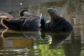 Fototapeta na wymiar Urraca sobre un rinoceronte indio
