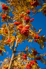 Beautiful mountain ash in bright sunny autumn day on the river bank against the background of a blue palate.