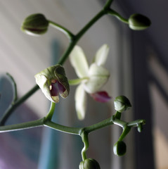the Orchid's blooming