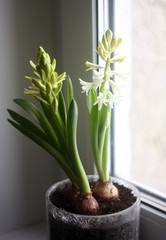 the hyacinth blossomed. ready for spring