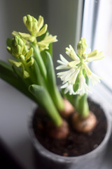 the hyacinth blossomed. ready for spring