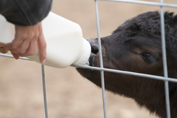 Bottle calf sucking on a bottle through a fence with a woman's hand holding the bottle © Tamara  Harding