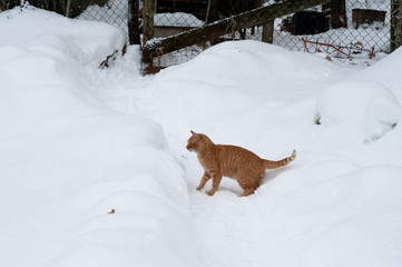 Red cat in the snow