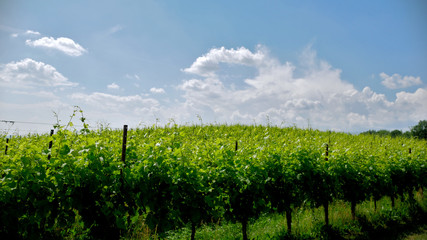 Green Prosecco wineyards in Conegliano Valdobbiadene area.
