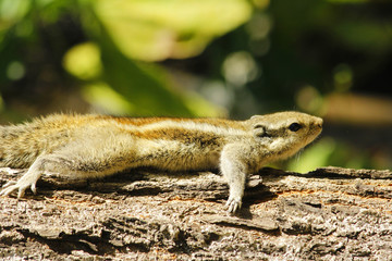 lazy chipmunk