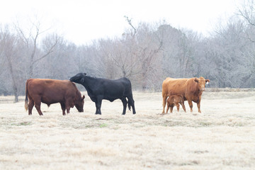 Angus cattle in winter pasture