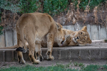 Leonas jugando