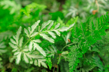 Fototapeta premium Pteris in the park.