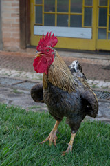 rooster on farm