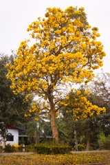 Silver trumpet tree