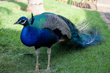 Obraz premium peacock with feathers