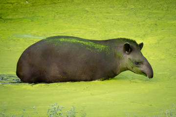 Tapir amazónico