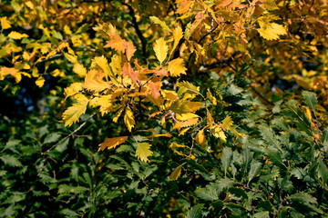 Zelkova verschaffeltii,  Zelkova carpinifolia 'Verschaffeltii'
