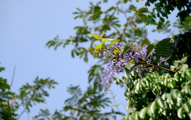 Sandpaper Vine beautiful purple flowers