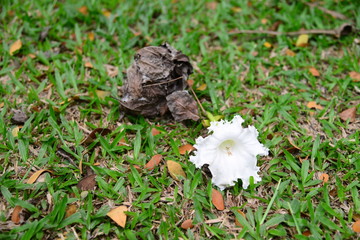 Dolichandrone serrulata of beutiful white flower cap on the meadow