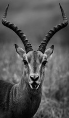 black and white impala portrait