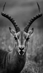 Papier Peint photo Autocollant Antilope portrait d& 39 impala noir et blanc
