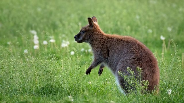 Red-necked Bennett&rsquo;s wallaby (Macropus rufogriseus)