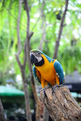 Close up view of Colorful Amazon Macaw Bird