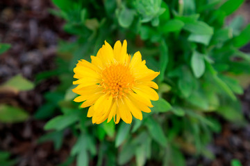 Gaillardia in the botanical garden